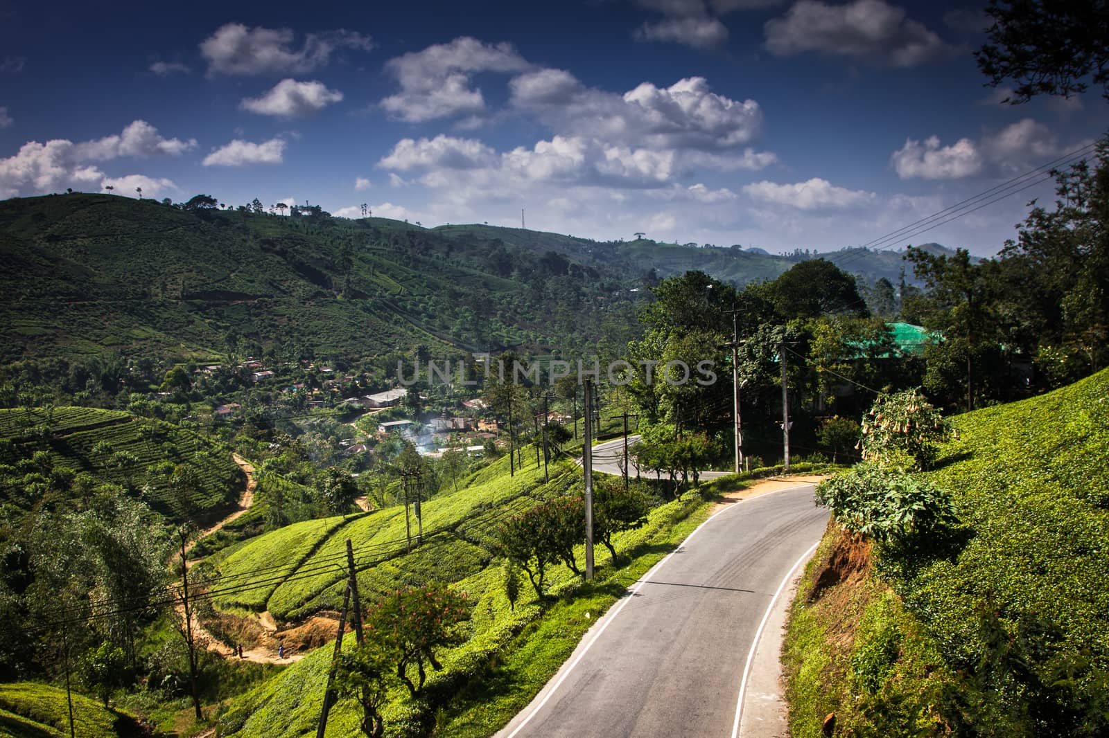 Tea plantation landscape in Sri Lanka