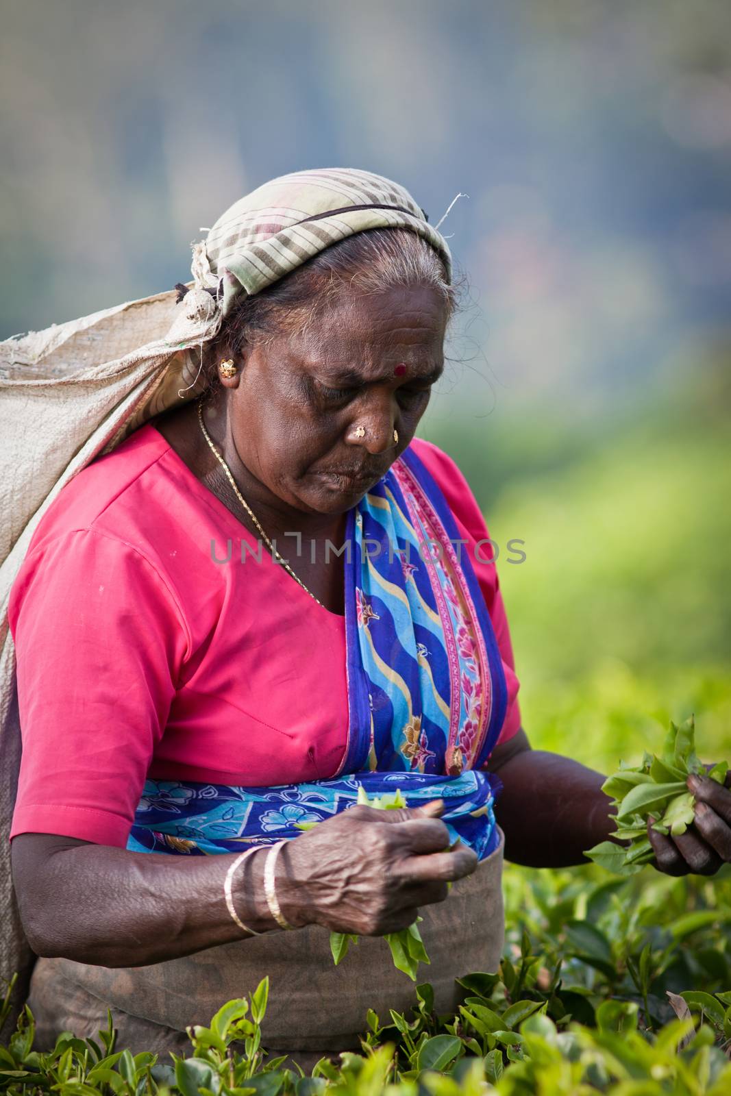 MASKELIYA, SRI LANKA - JANUARY 4 : Female tea picker in tea plantation in Maskeliya, January 4, 2015. Directly and indirectly, over one million Sri Lankans are employed in the tea industry.