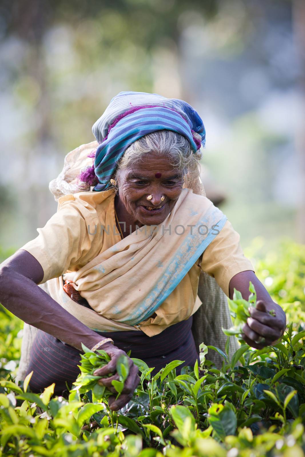 MASKELIYA, SRI LANKA - JANUARY 4 : Female tea picker in tea plantation in Maskeliya, January 4, 2015. Directly and indirectly, over one million Sri Lankans are employed in the tea industry.