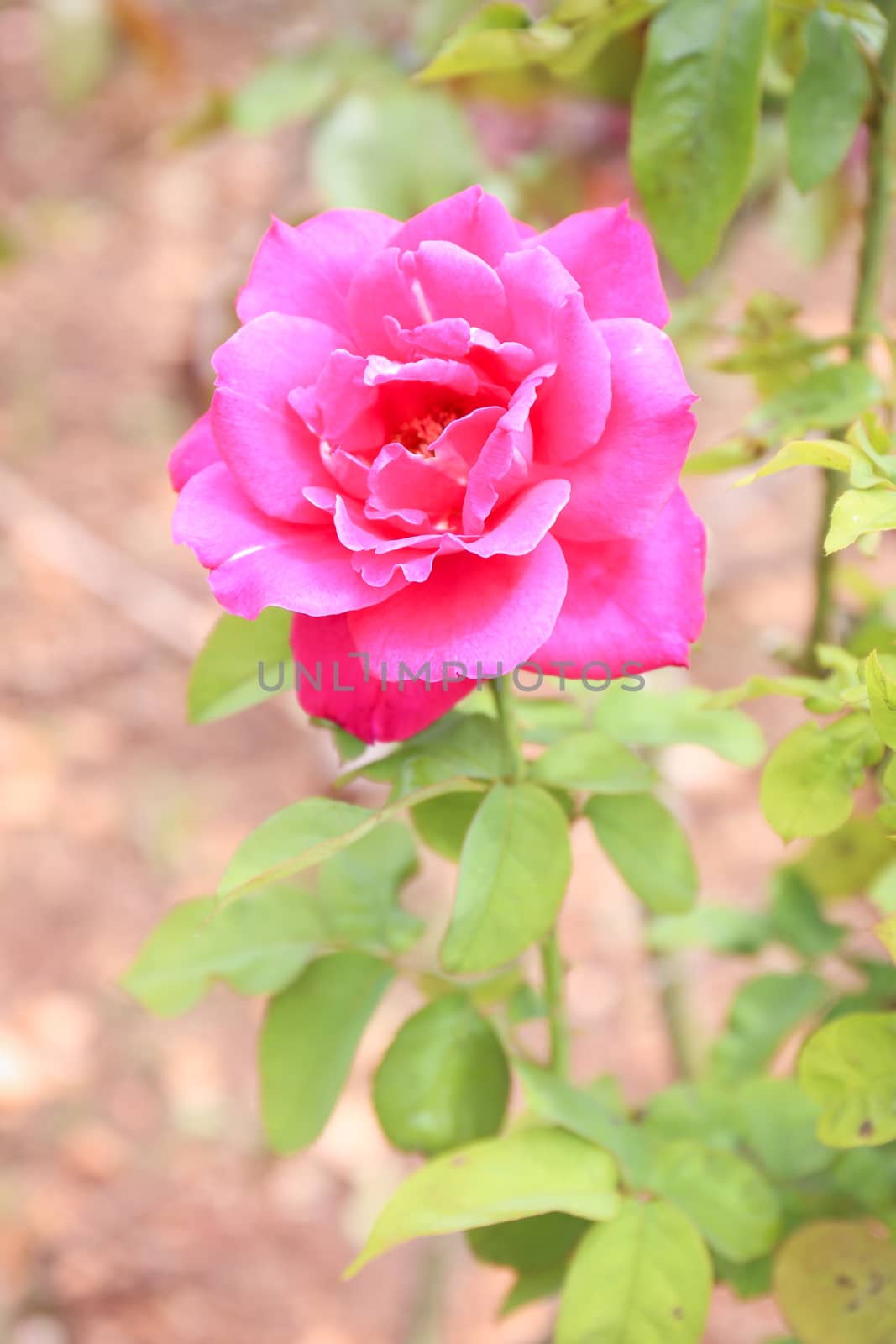 sweet pink rose, vintage by powerbeephoto