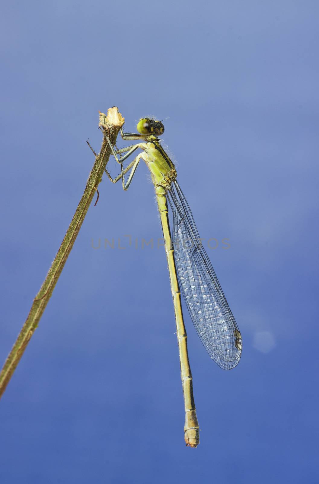 Dragonfly resting on a branch against a blue background