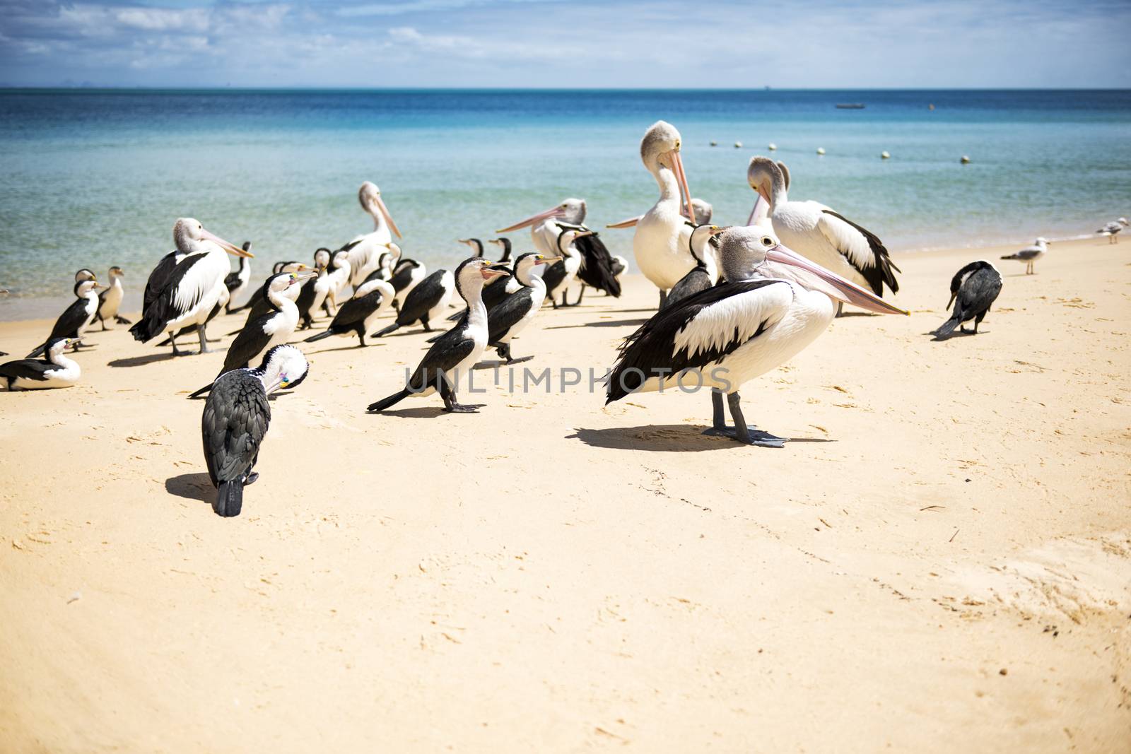 Pelicans and other birds resting on the beach during the day at Tangalooma Island in Queensland on the west side of Moreton Island.