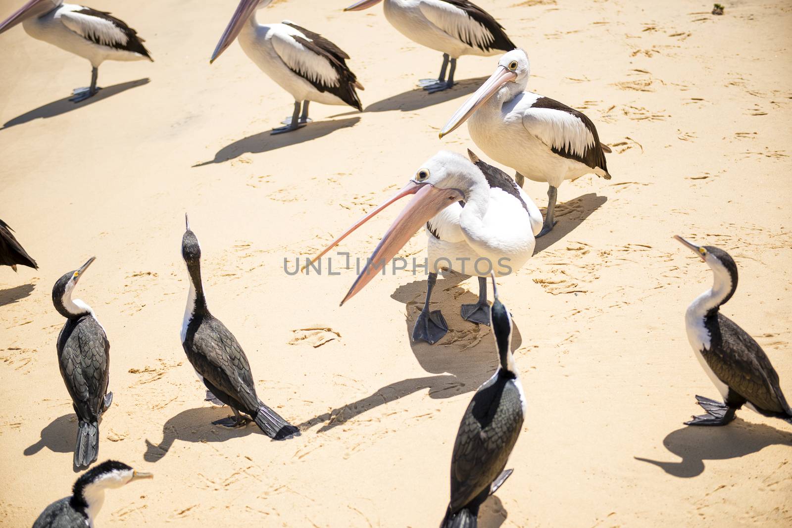 Pelicans and other birds resting on the beach during the day at Tangalooma Island in Queensland on the west side of Moreton Island.