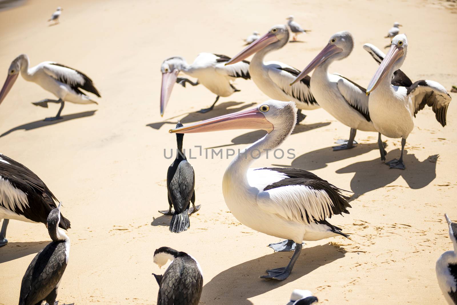 Pelicans and other birds resting on the beach during the day at Tangalooma Island in Queensland on the west side of Moreton Island.