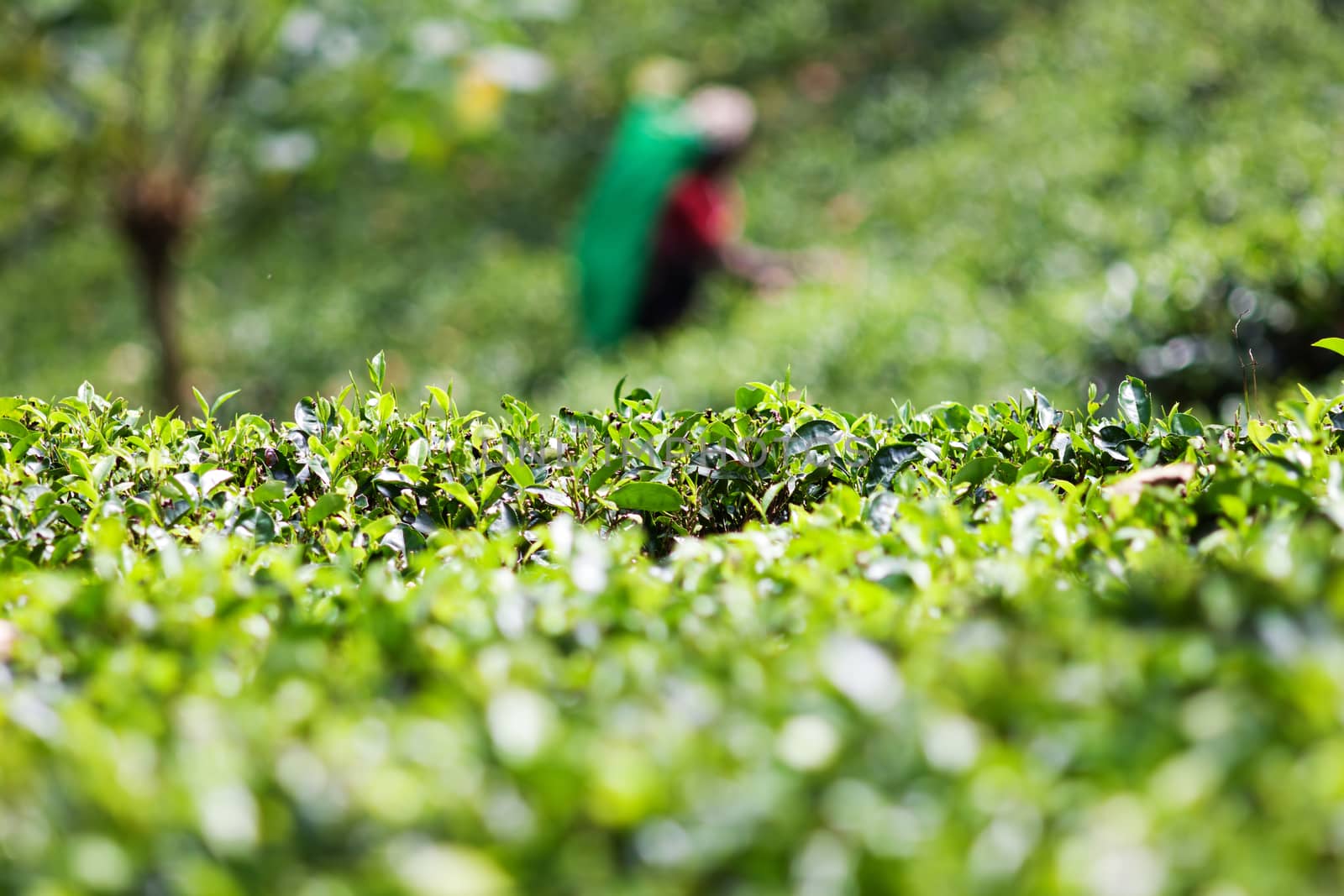 Tea plantation landscape in Sri Lanka