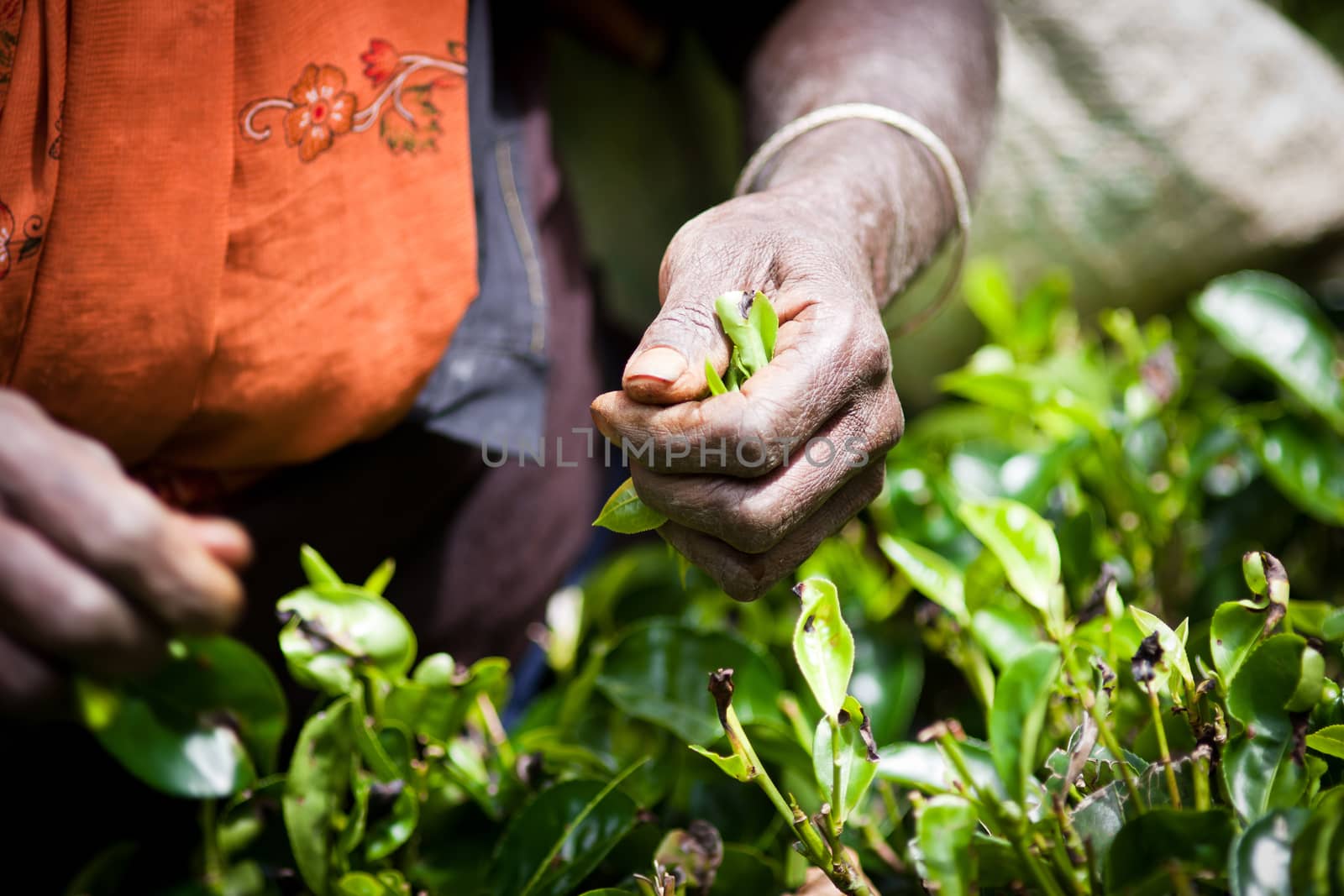 Tea picker woman's hands