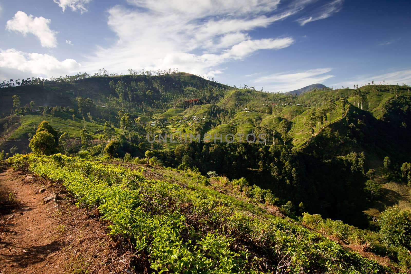 Tea plantation landscape in Sri Lanka