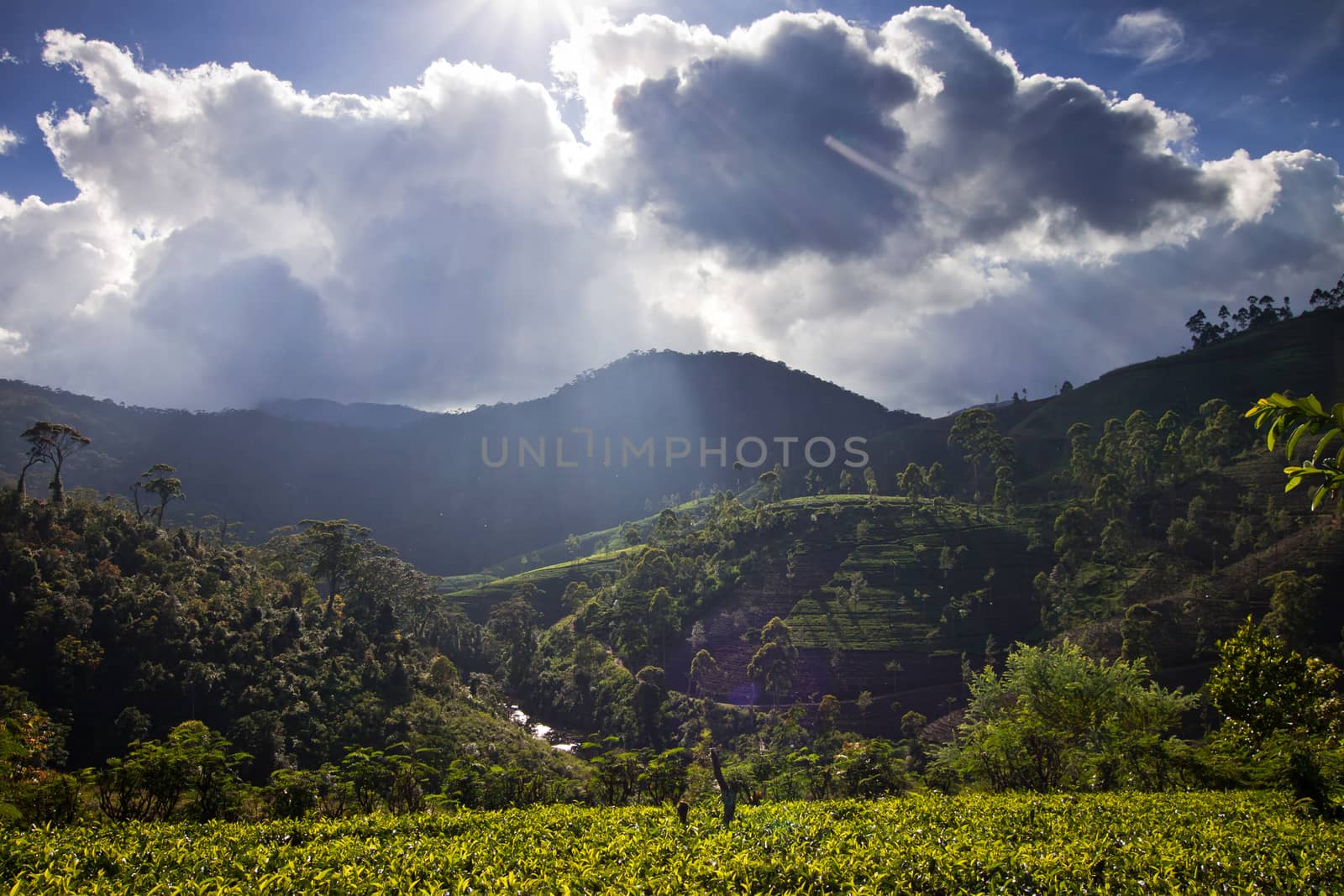 Tea plantation landscape in Sri Lanka