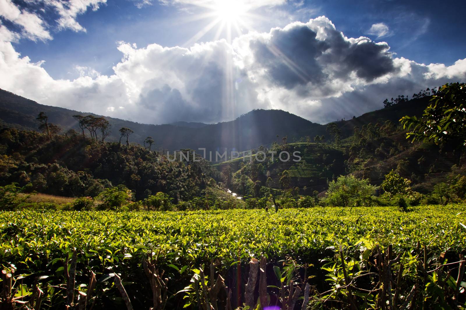 Tea plantation landscape in Sri Lanka