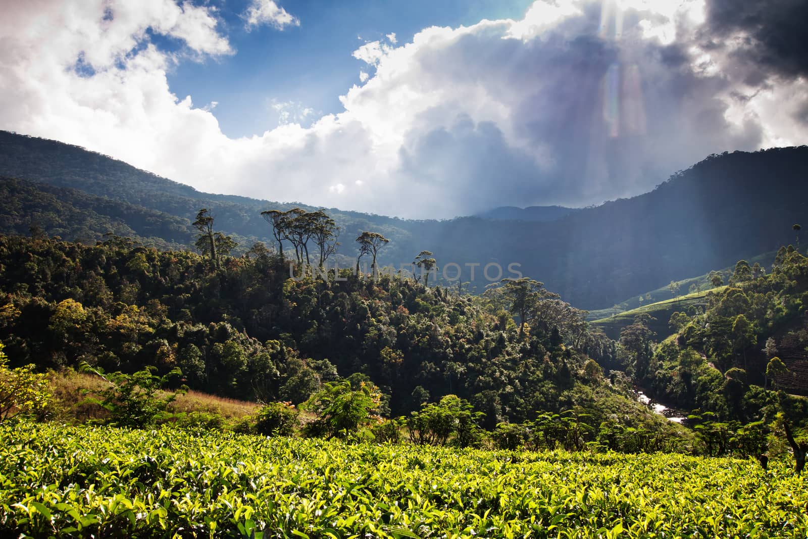 Tea plantation landscape in Sri Lanka