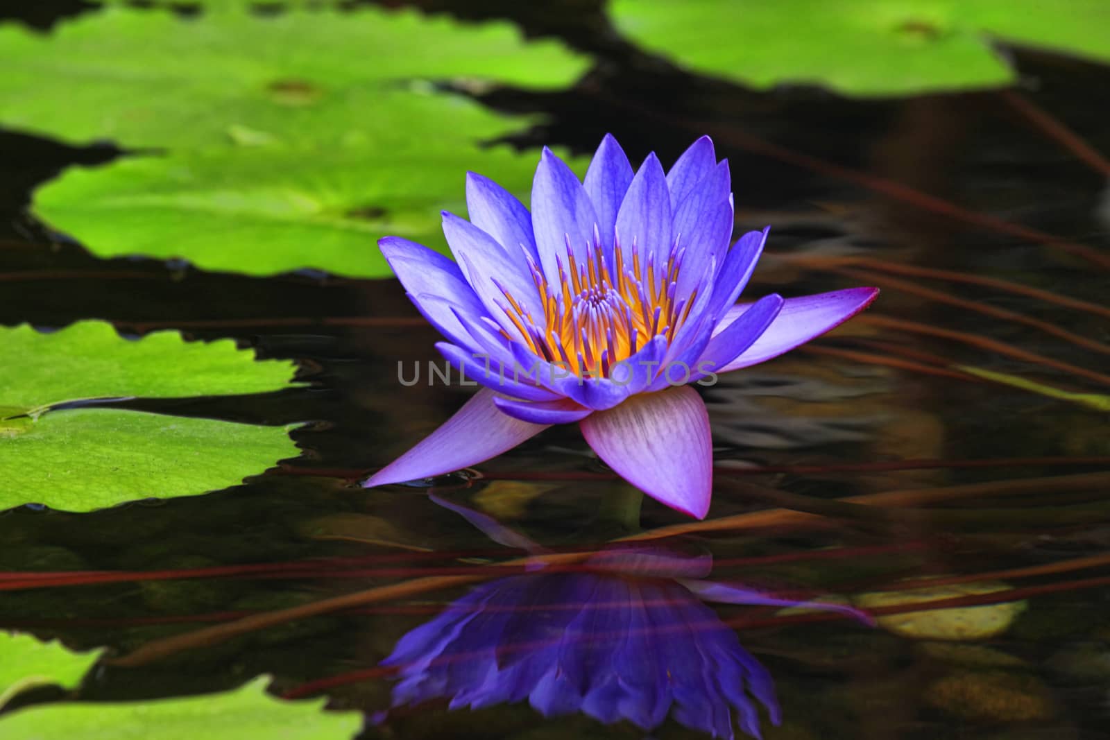Lotus blossoms or water lily flowers blooming on pond