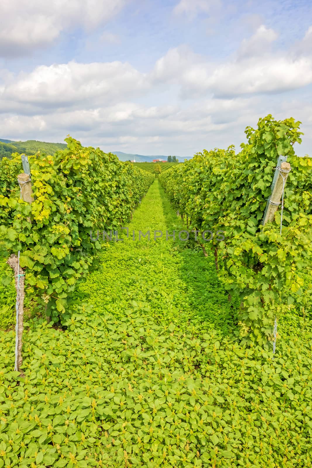 Beautiful green rows of grapes with blue sky