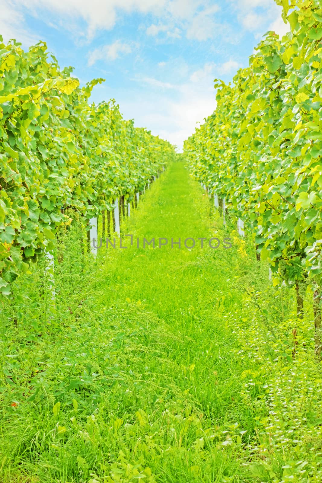 Beautiful green rows of grapes with blue sky