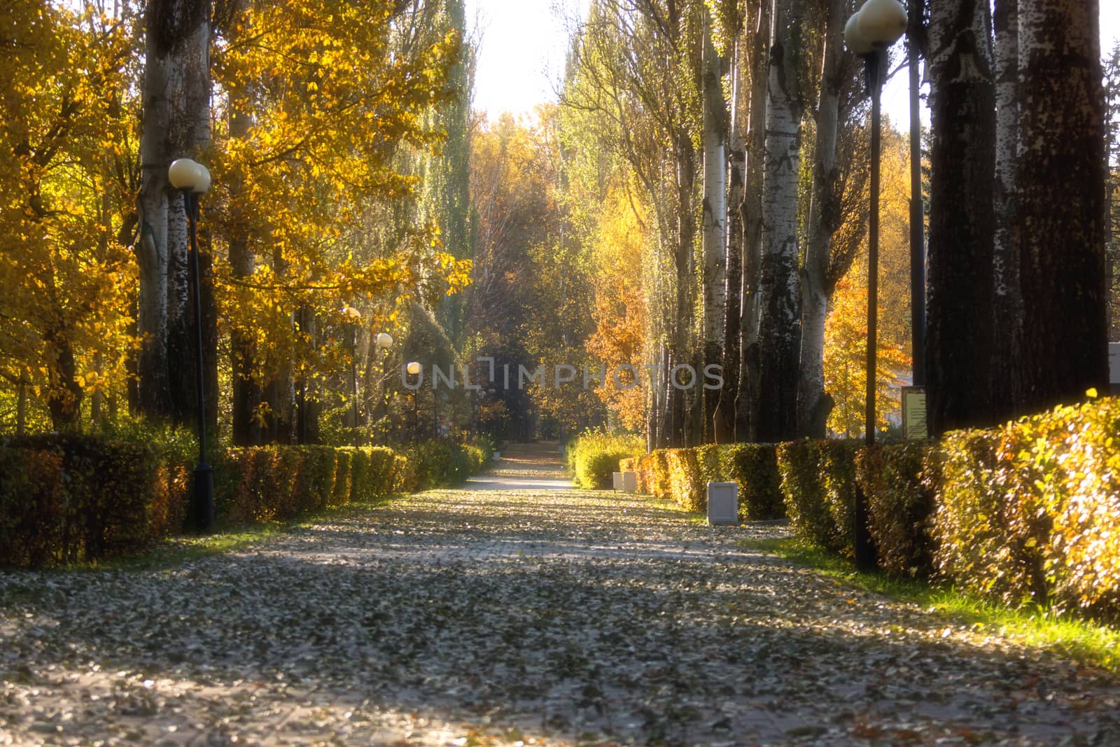 autumn road by AlexBush