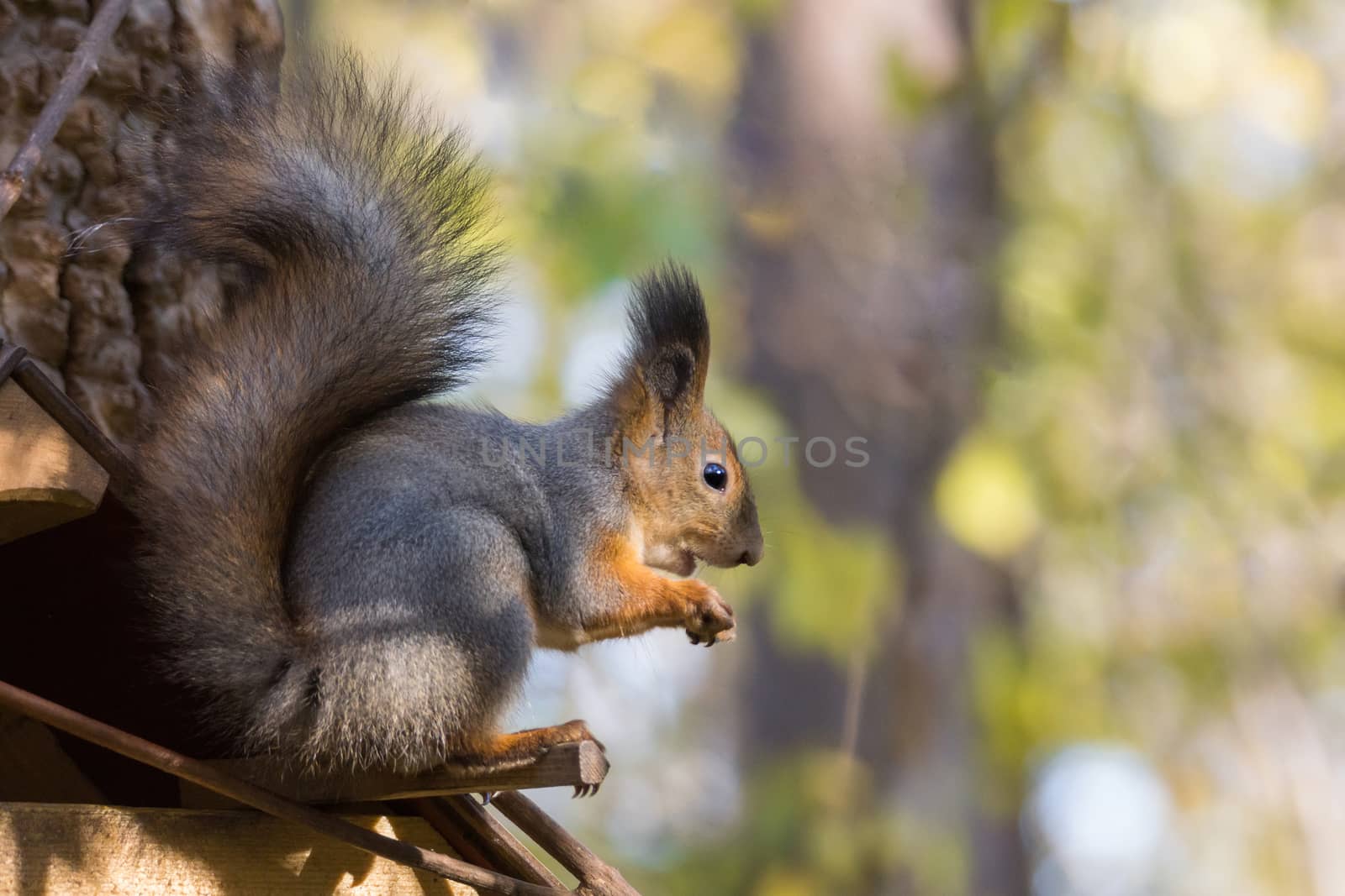 squirrel on the tree by AlexBush