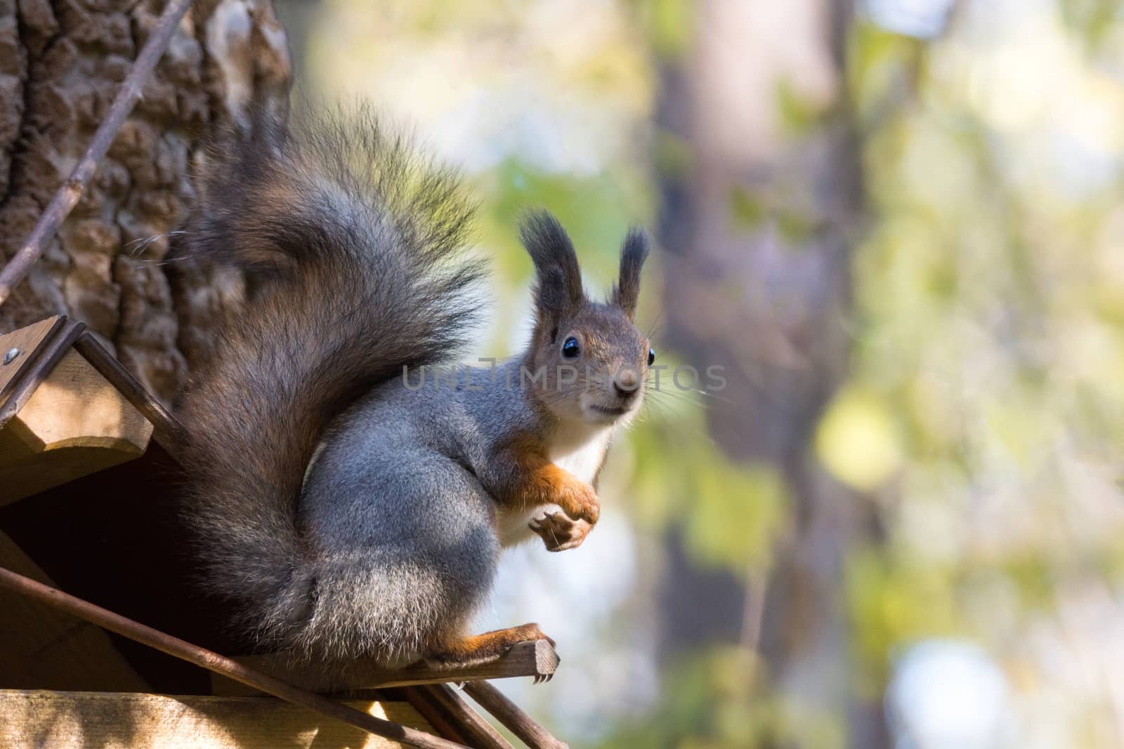 The photograph shows a squirrel on the tree