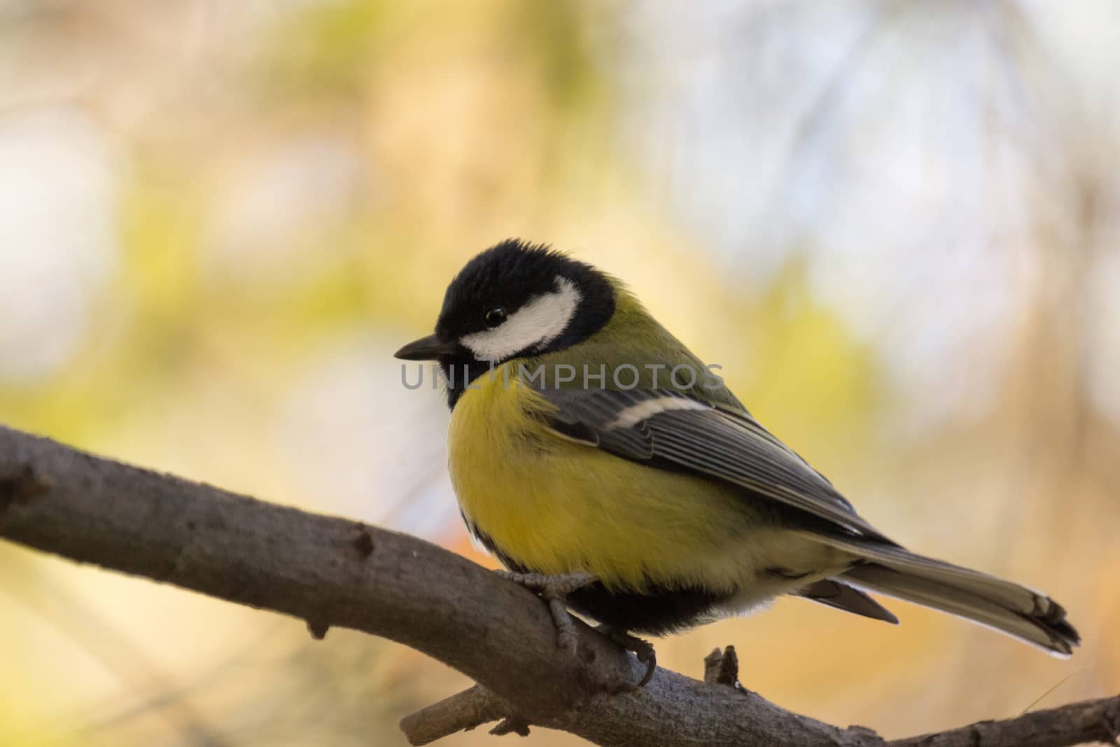 bird on a tree sitting in the foliage by AlexBush