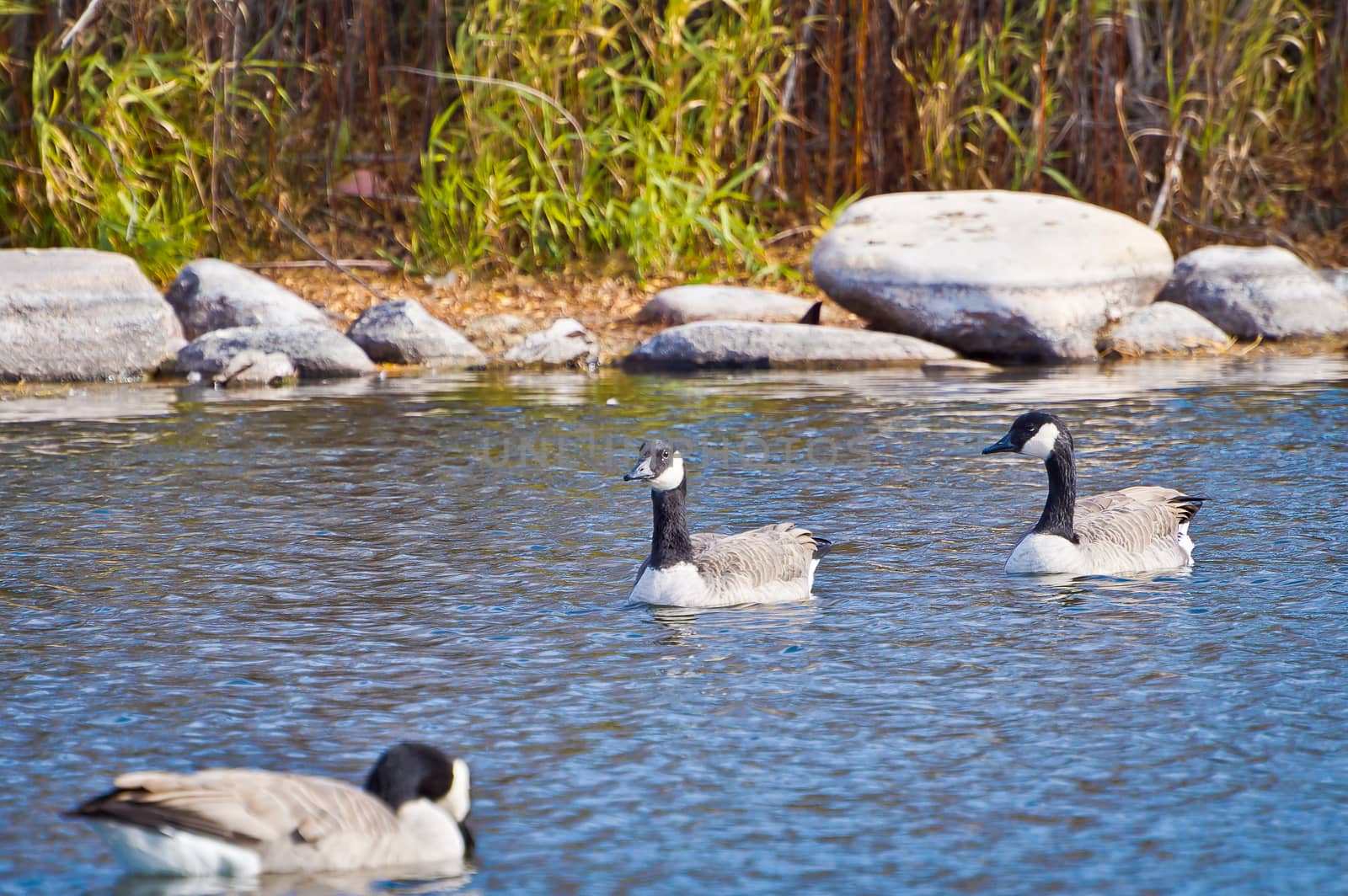 Peace and tranquility as these Canadian Geese relax in the morning sun.