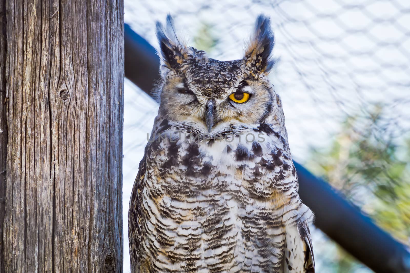 Great Horned Owl squinting one eye, or as I prefer to believe...winking at the camera.