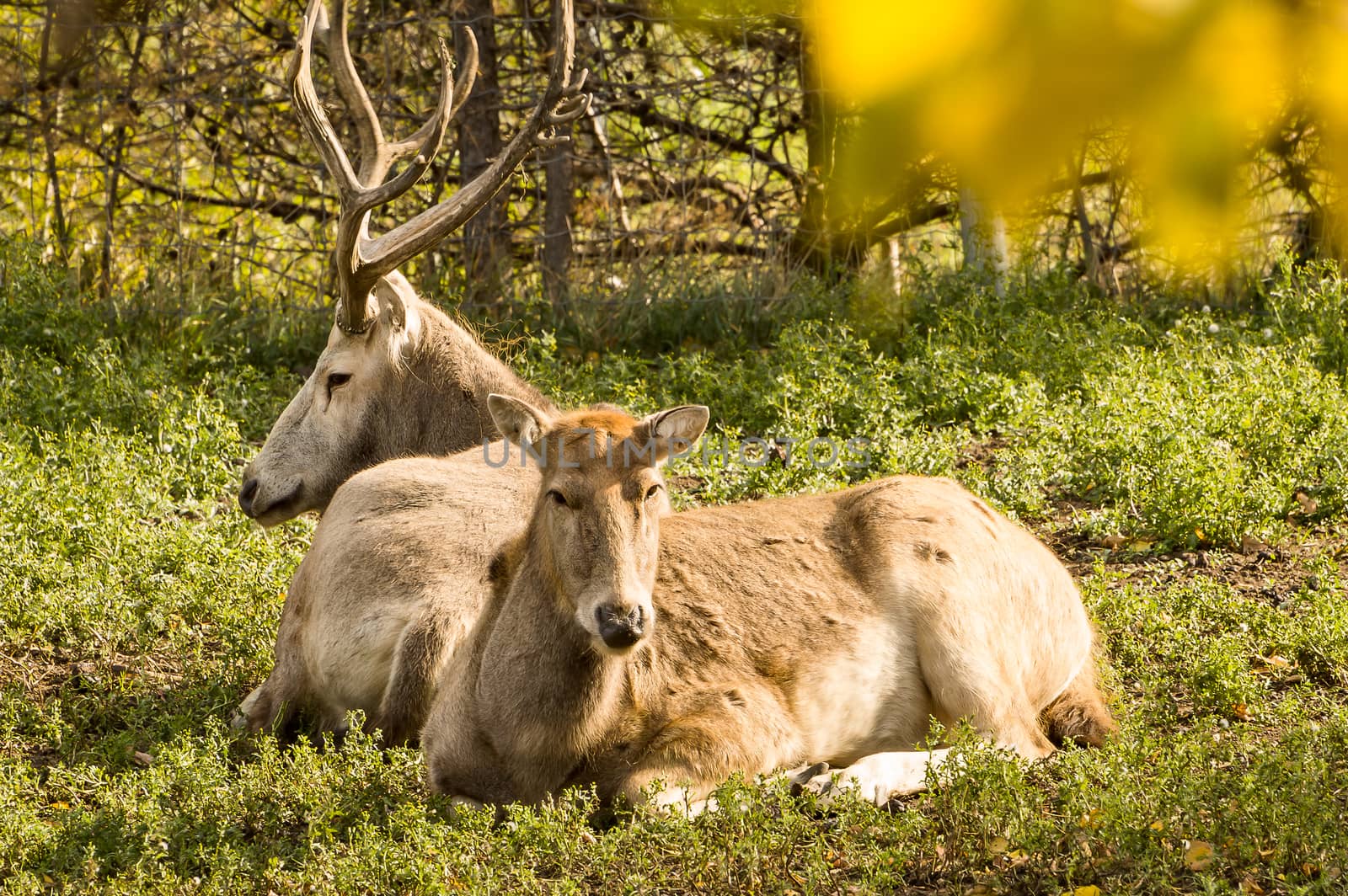 Pere David Deer, male and female, resting on the ground enjoying the autumn sun.