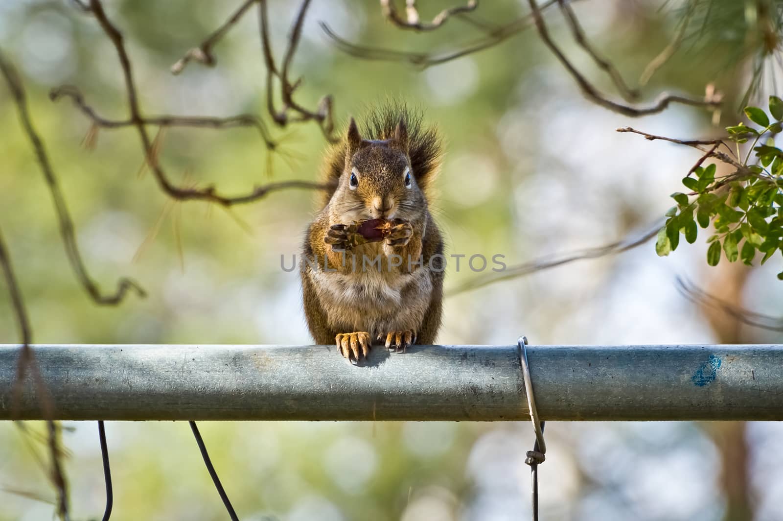 Squirrel eating an acorn in a blur of motion while perched on a nearby fence.