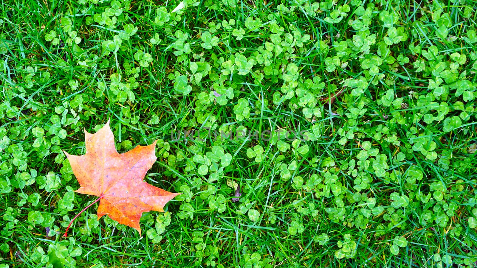 maple leaf on the grass, field and meadow in Autumn