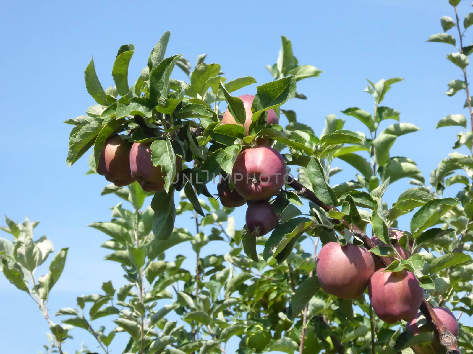 Picture of a Ripe apples in orchard