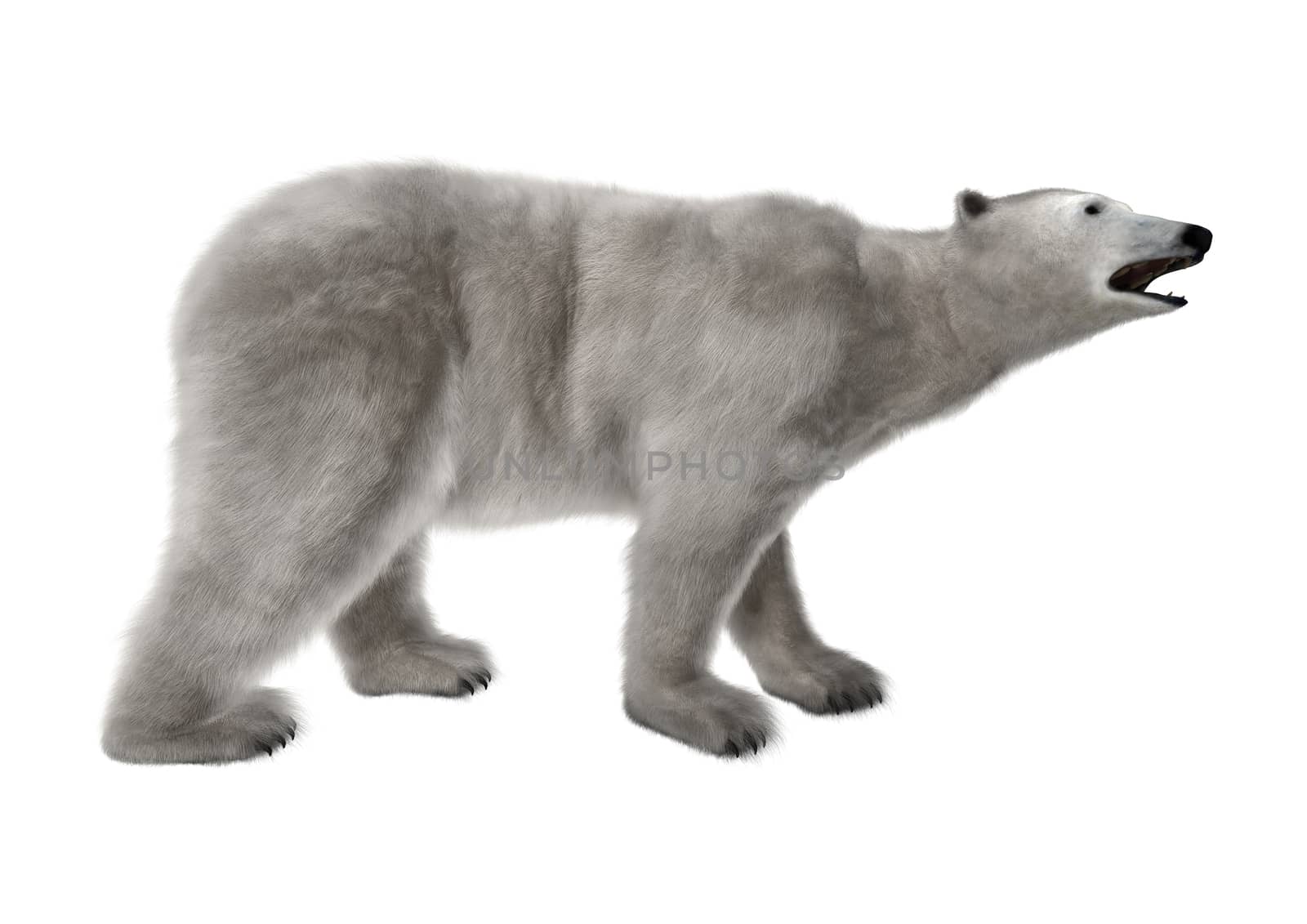 3D digital render of a polar bear isolated on white background