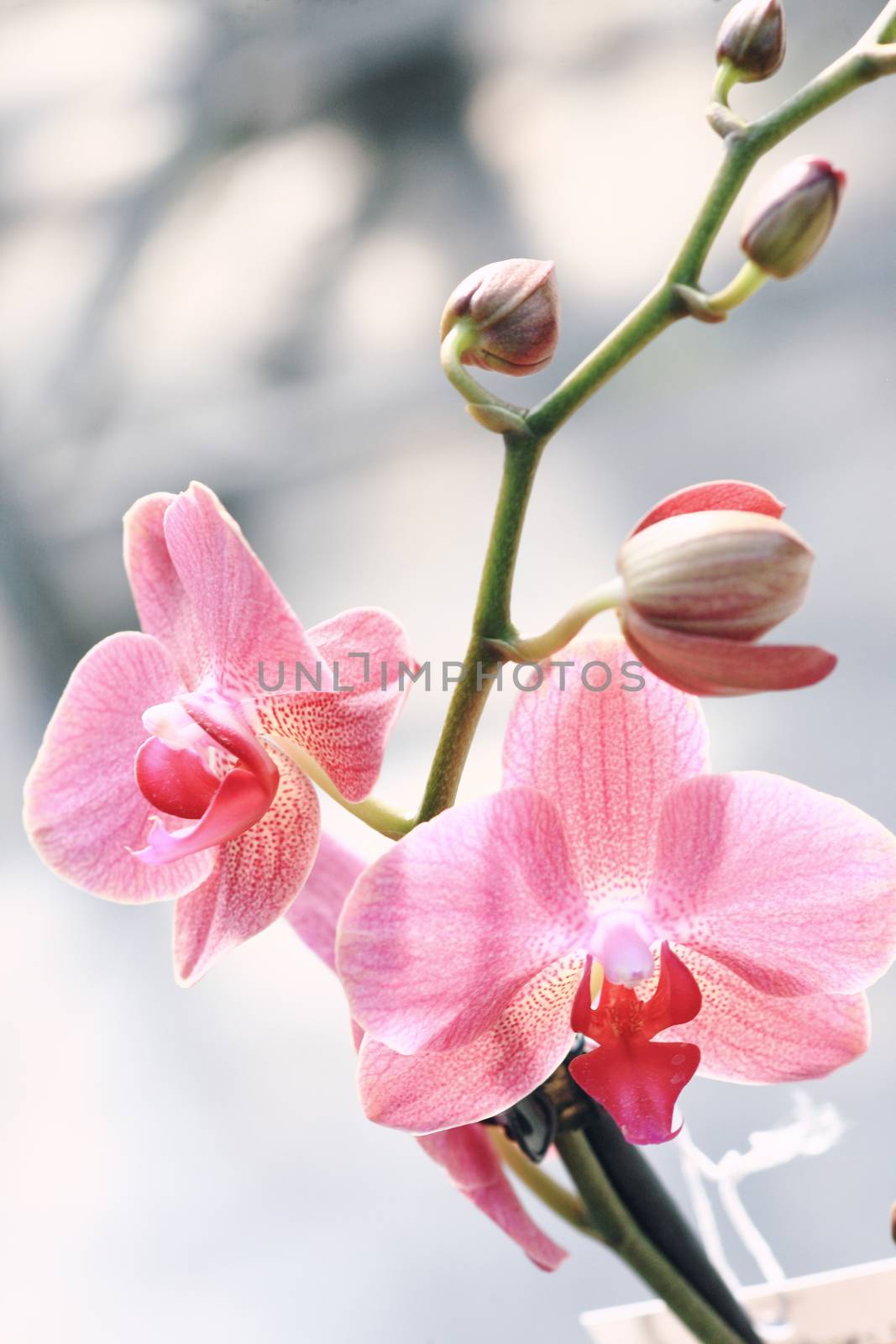 Close up of elegant orchid flower with bugs