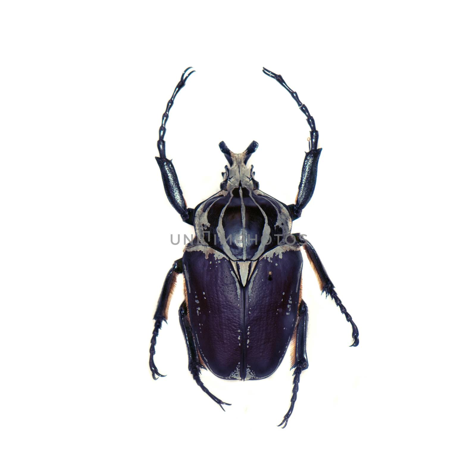 Goliath beetle (Goliathus goliathus) isolated against white background
