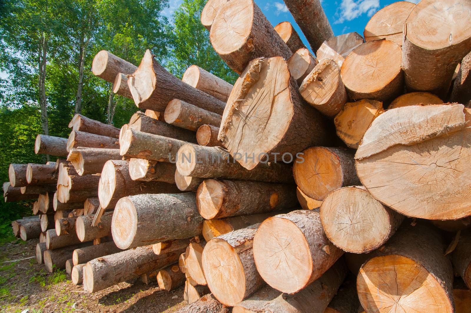 Close up of logs stacked at lumber mill in Ontario, Canada