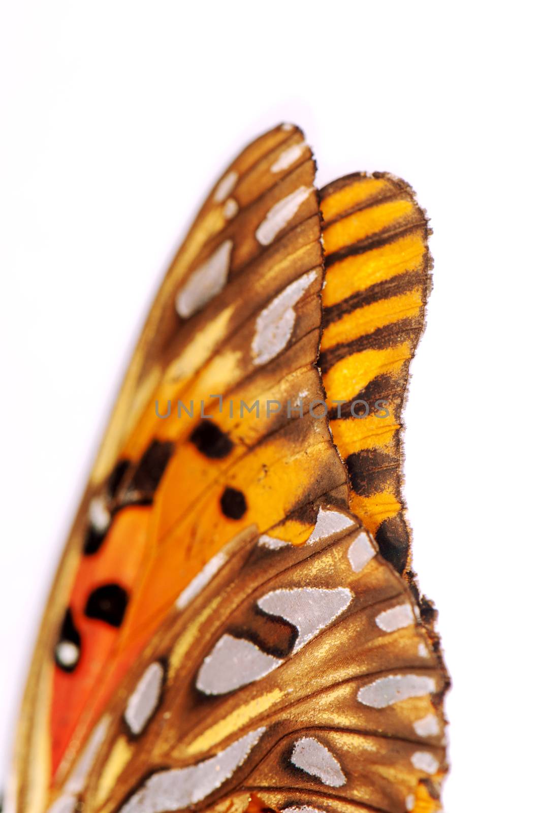 Vanessa cardui, painted lady butterfly by rgbspace