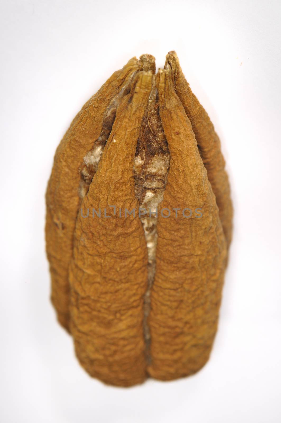 Ceiba tree seed isolated by rgbspace