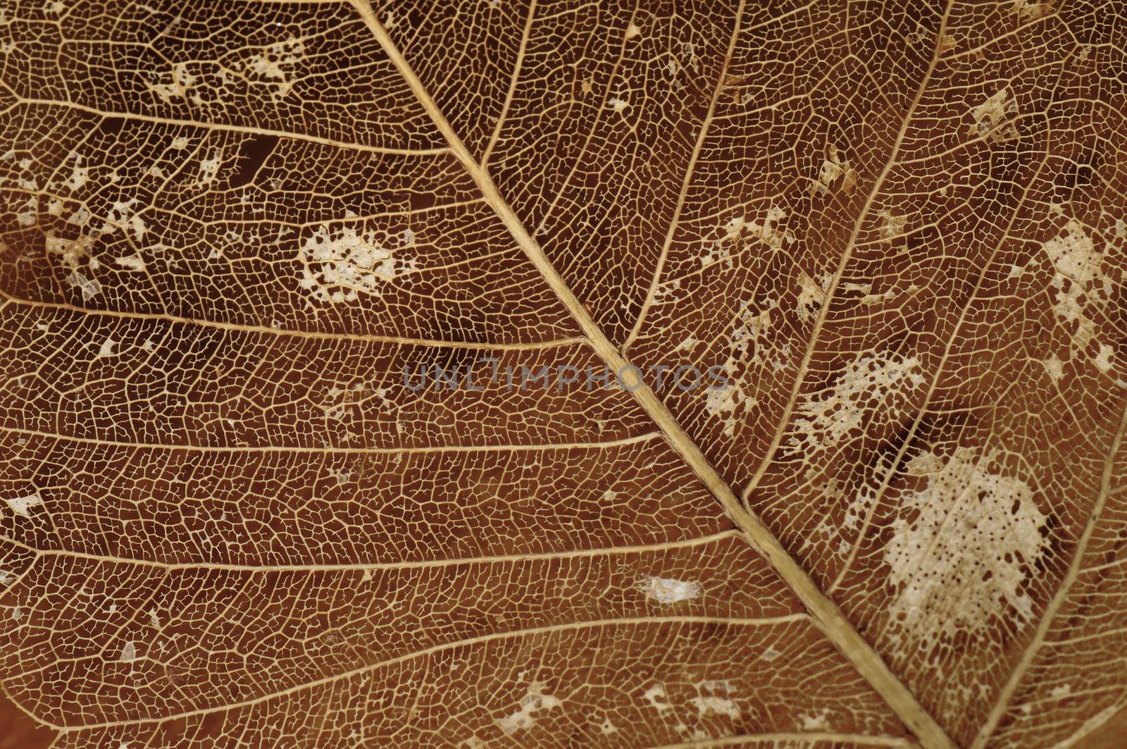 Abstract dried leaf detail by rgbspace