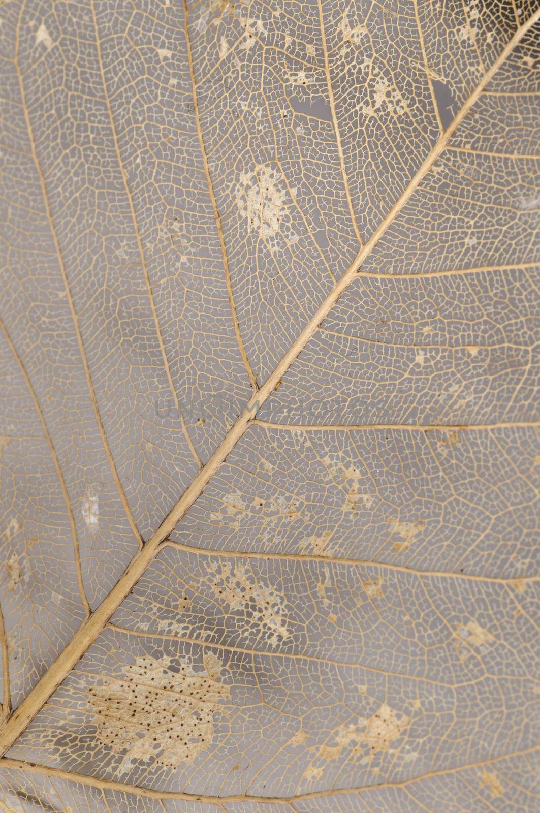 Abstract detail of dried leaf pattern with veins
