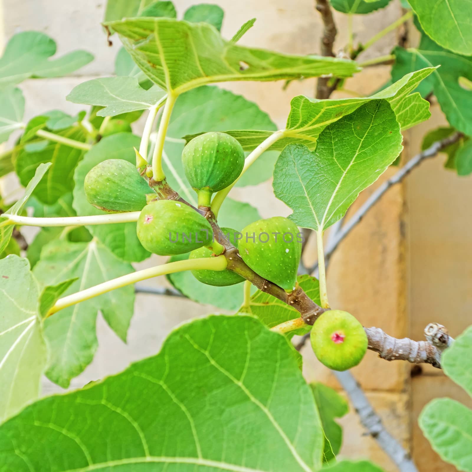 Green raw figs on fig tree