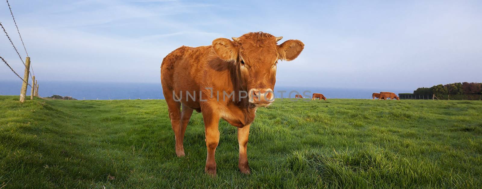 Panoramic view of brown cow in Normandy, France.