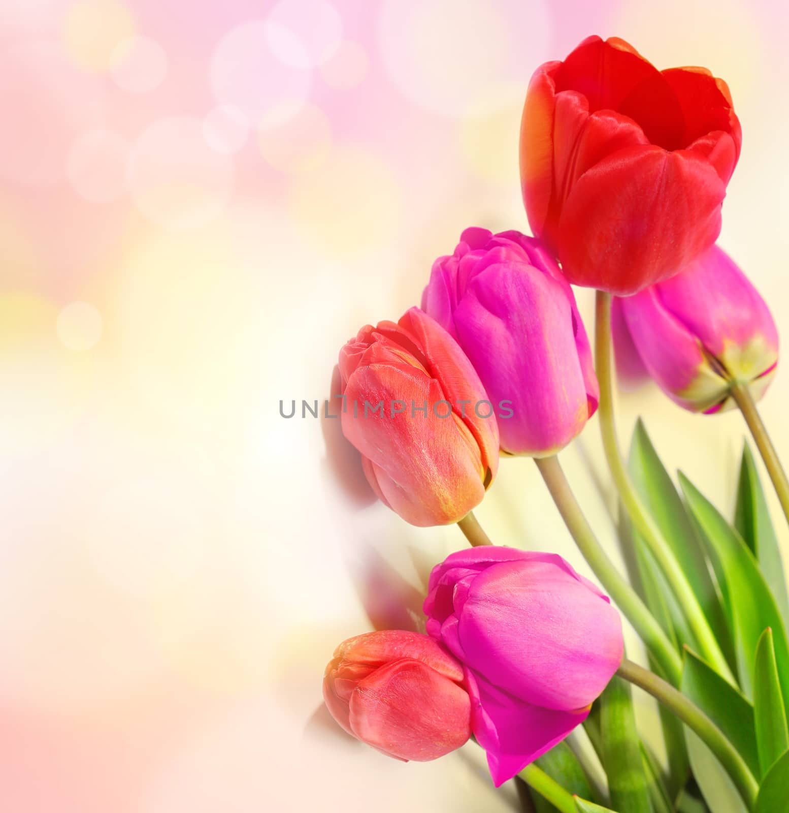 bouquet of tulips by rudchenko