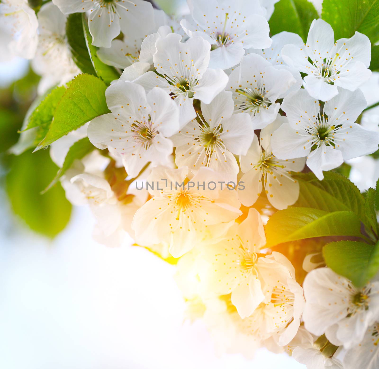 cherry twig in bloom by rudchenko
