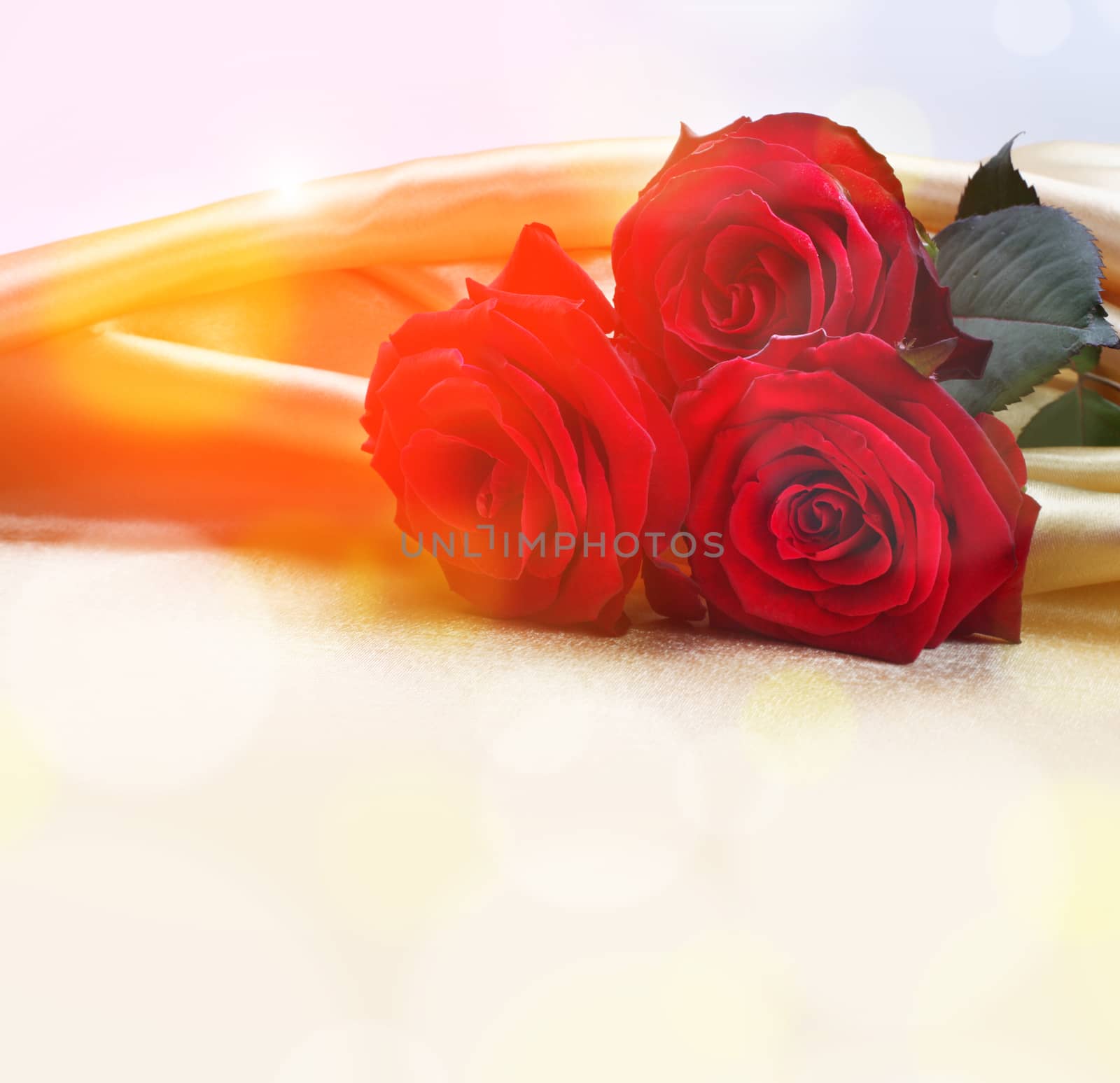 red roses on silk background by rudchenko