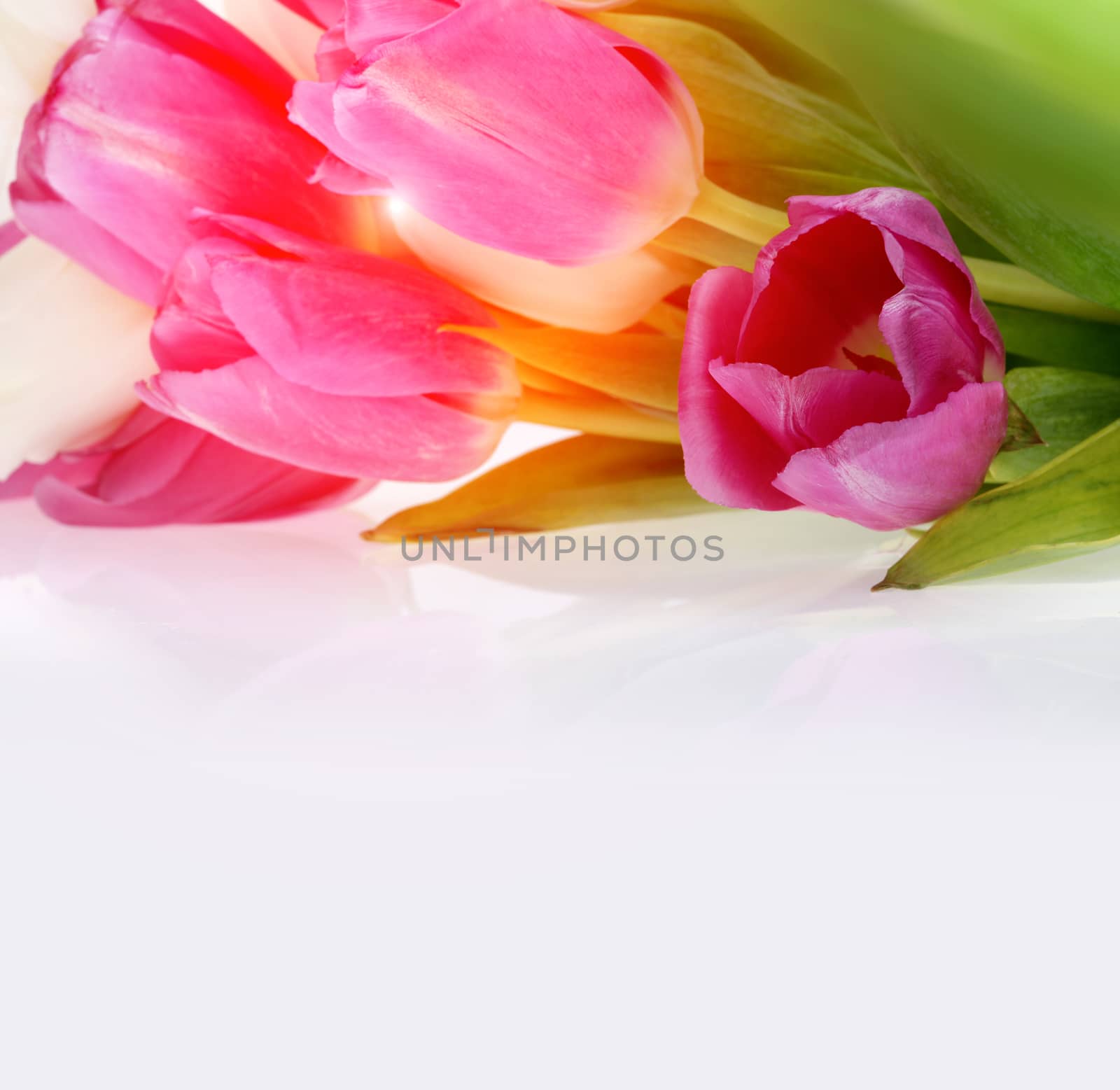 bouquet of tulips by rudchenko