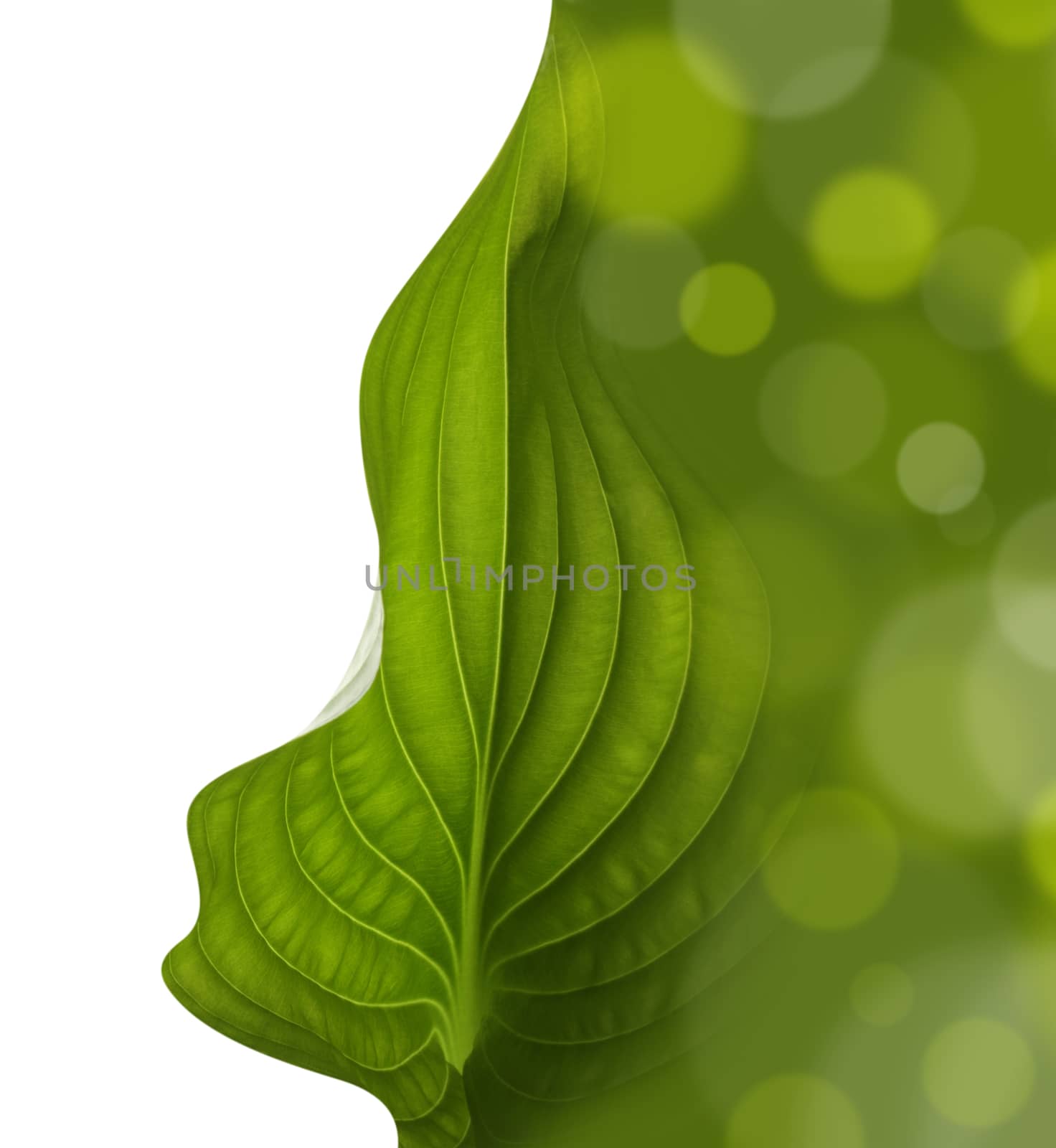 green leaf background by rudchenko