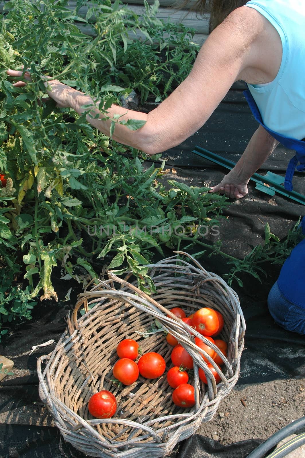 Mature female picking tomatoes from her garden outside.