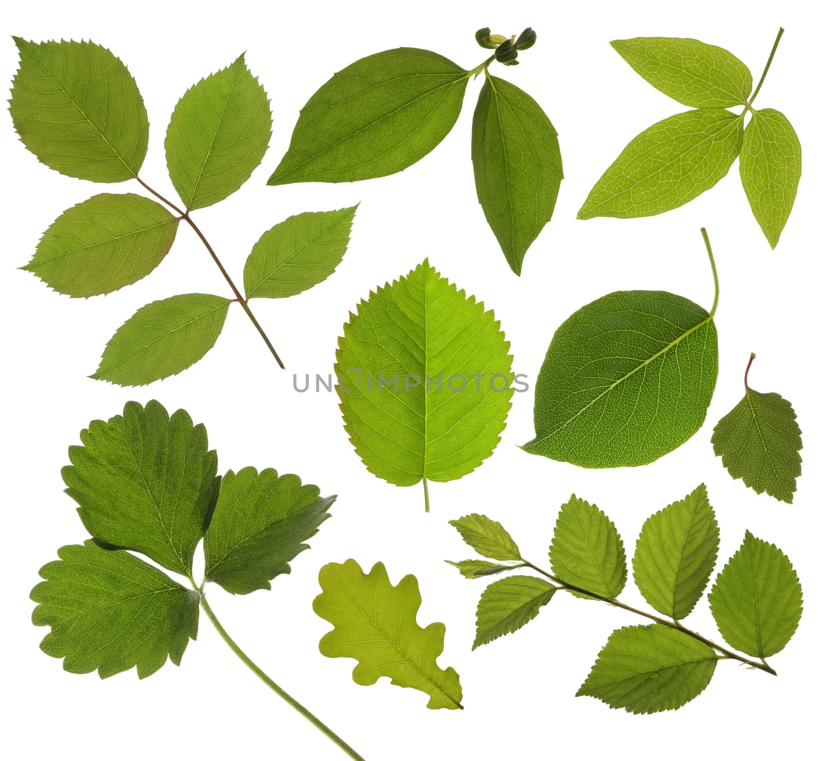 set of isolated green leaf by rudchenko