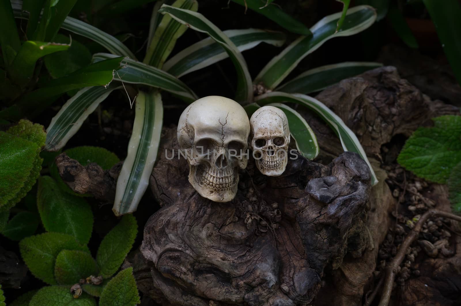 Still life photography, Double skull in the backyard. by zGel