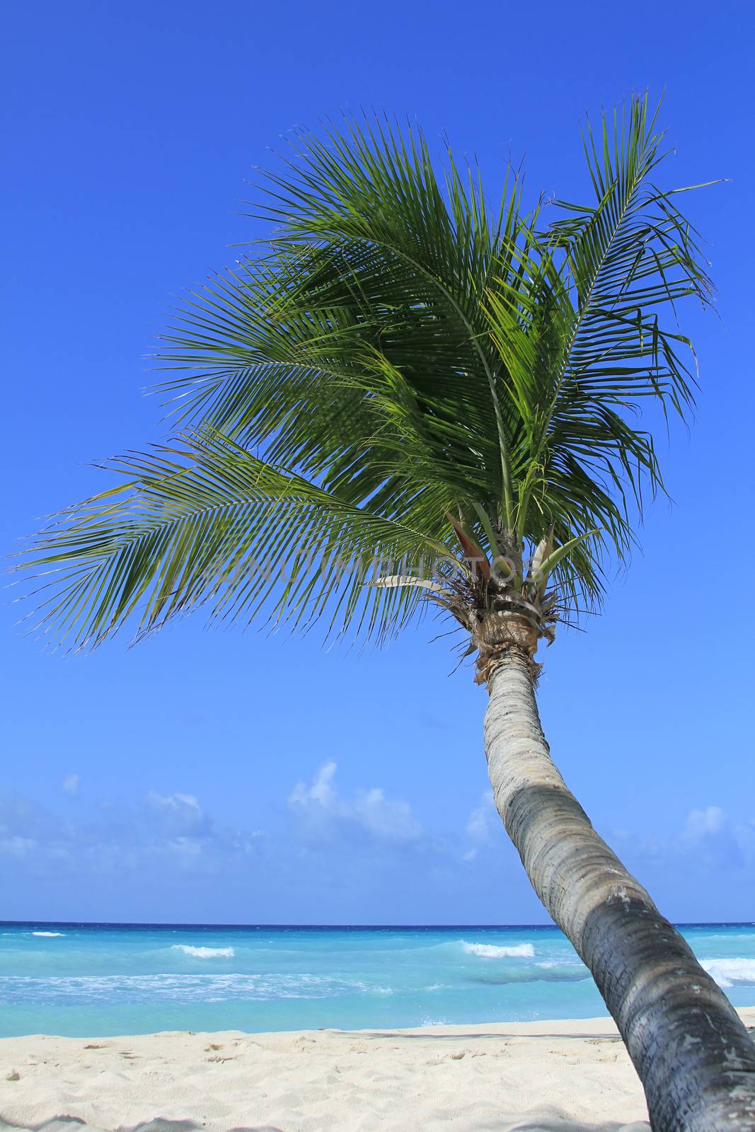 View of nice tropical beach with palm. Barbados