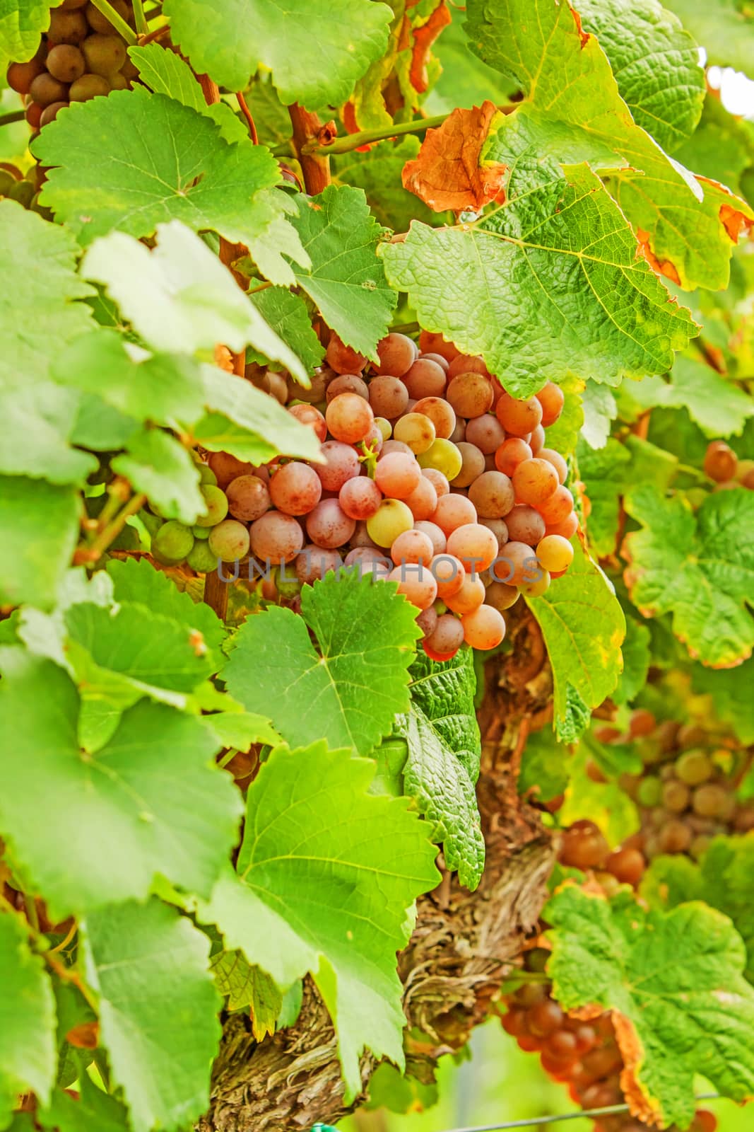 Red vine with ripe grapes in vineyard before harvest