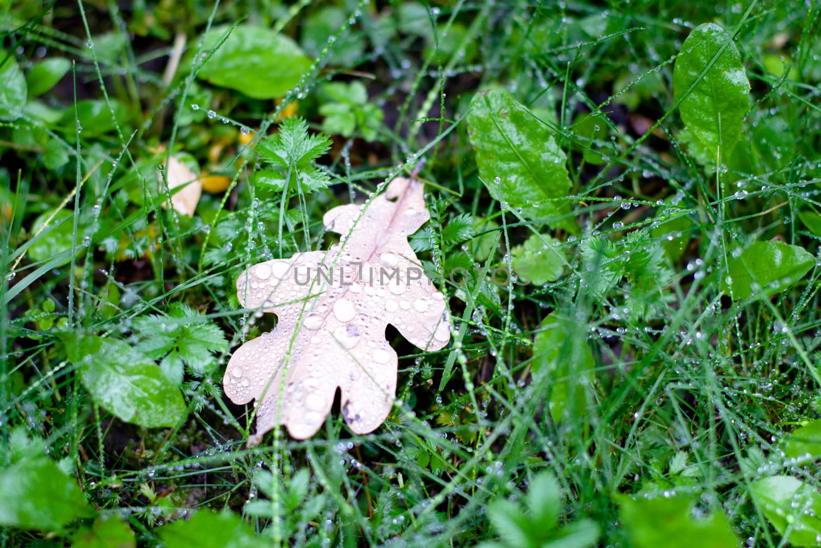 Brown oak leaf by foaloce