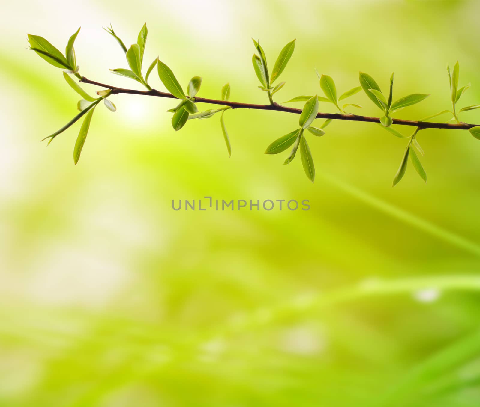 branch with green leaves on a blurred background by rudchenko