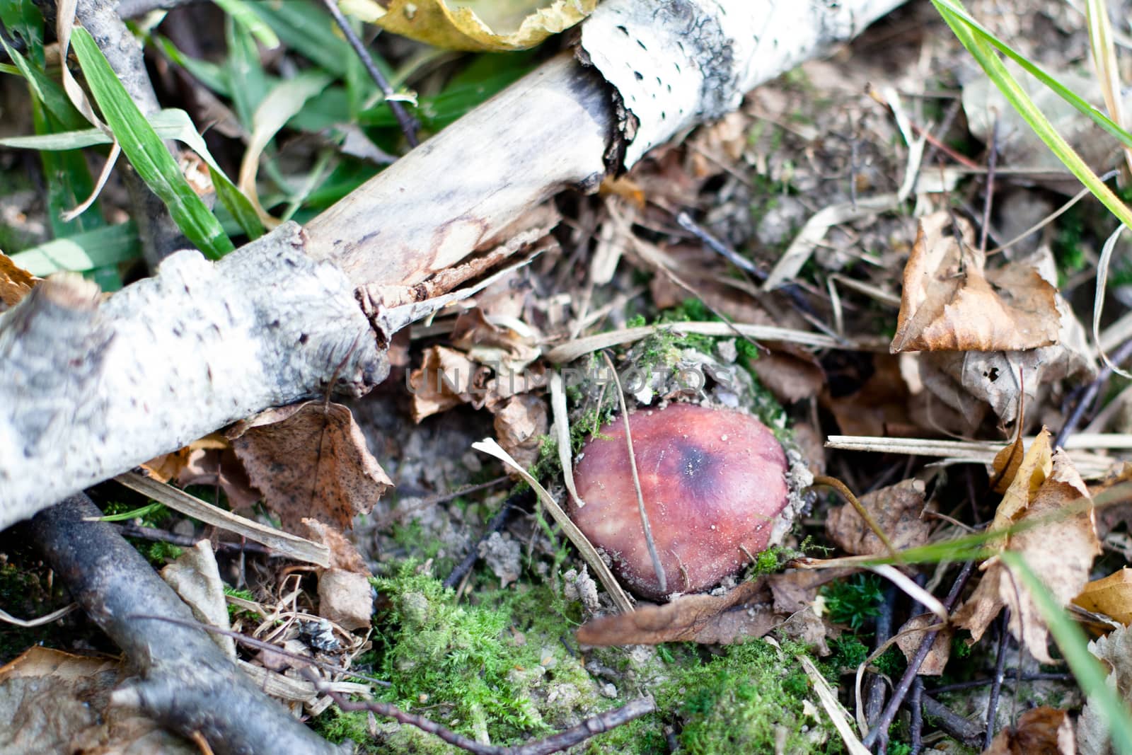 Brown mushroom on a tree trunk in a autumn forest
